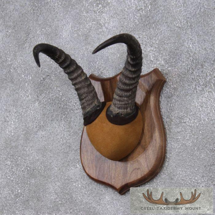 Reedbuck Horn Plaque Taxidermy Mount For Sale - Image 2
