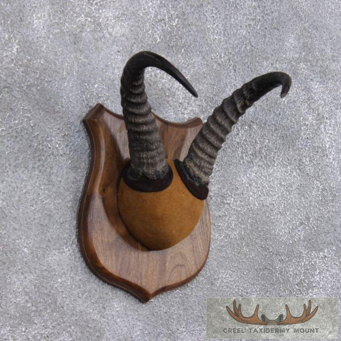 Reedbuck Horn Plaque Taxidermy Mount For Sale - Image 4