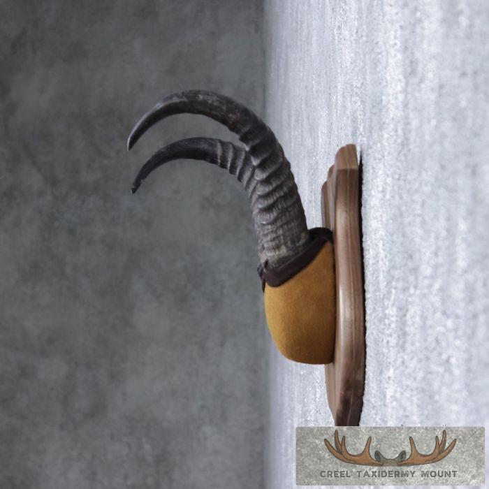 Reedbuck Horn Plaque Taxidermy Mount For Sale - Image 3