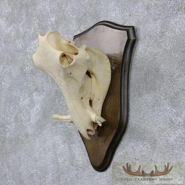 Warthog Skull & Tusks Taxidermy Mount For Sale - Image 2
