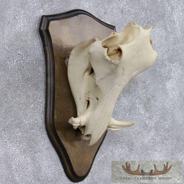 Warthog Skull & Tusks Taxidermy Mount For Sale - Image 3