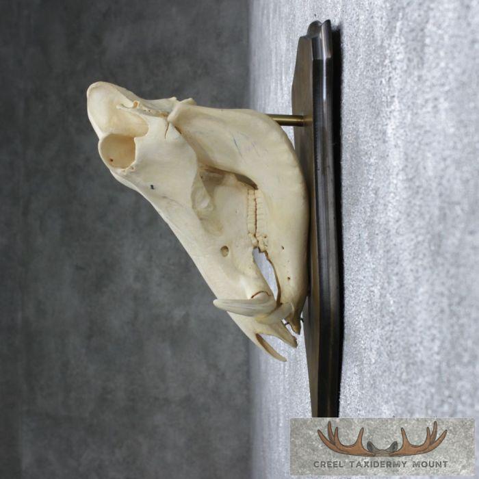 Warthog Skull & Tusks Taxidermy Mount For Sale - Image 5