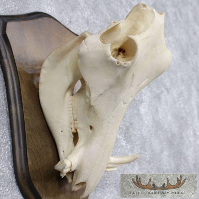 Warthog Skull & Tusks Taxidermy Mount For Sale - Image 7
