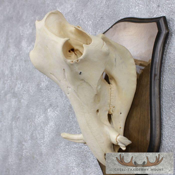 Warthog Skull & Tusks Taxidermy Mount For Sale - Image 6