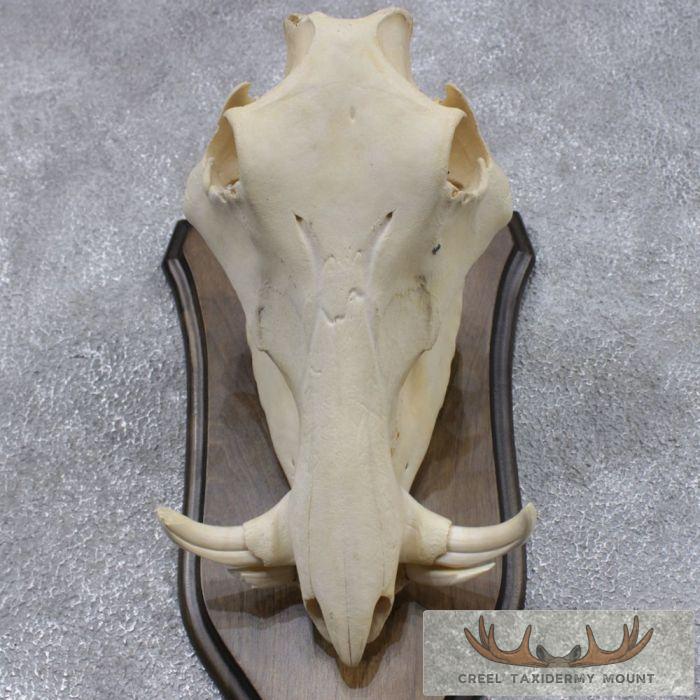 Warthog Skull & Tusks Taxidermy Mount For Sale - Image 8