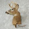 Whitetail Deer Shoulder Taxidermy Mount - Image 3