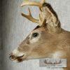 Whitetail Deer Shoulder Taxidermy Mount - Image 6