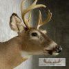 Whitetail Deer Shoulder Taxidermy Mount - Image 5