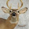 Whitetail Deer Shoulder Taxidermy Mount - Image 4