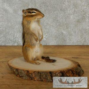Chipmunk Taxidermy Mount Taxidermy