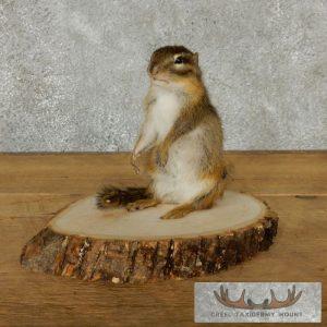 Chipmunk Taxidermy Mount Taxidermy