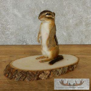 Chipmunk Taxidermy Mount Taxidermy