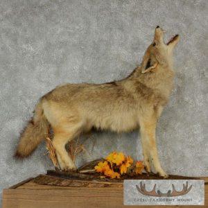 Standing Life-Size Coyote Mount