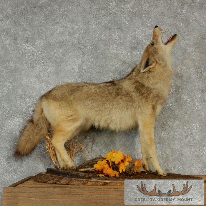 Standing Life-Size Coyote Mount