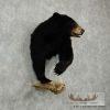 Black Bear 1/2 Life-Size Mount - Image 3