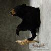 Black Bear 1/2 Life-Size Mount - Image 7