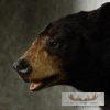 Black Bear 1/2 Life-Size Mount - Image 6