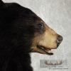 Black Bear 1/2 Life-Size Mount - Image 5