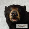 Black Bear 1/2 Life-Size Mount - Image 4