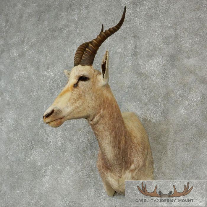 White Blesbok Taxidermy Shoulder Mount For Sale - Image 3