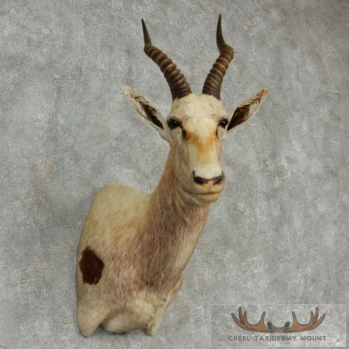 White Blesbok Taxidermy Shoulder Mount For Sale - Image 2