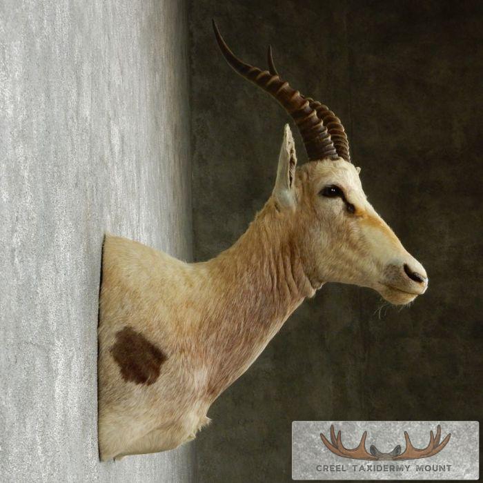 White Blesbok Taxidermy Shoulder Mount For Sale - Image 4