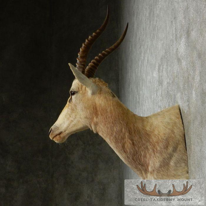 White Blesbok Taxidermy Shoulder Mount For Sale - Image 5