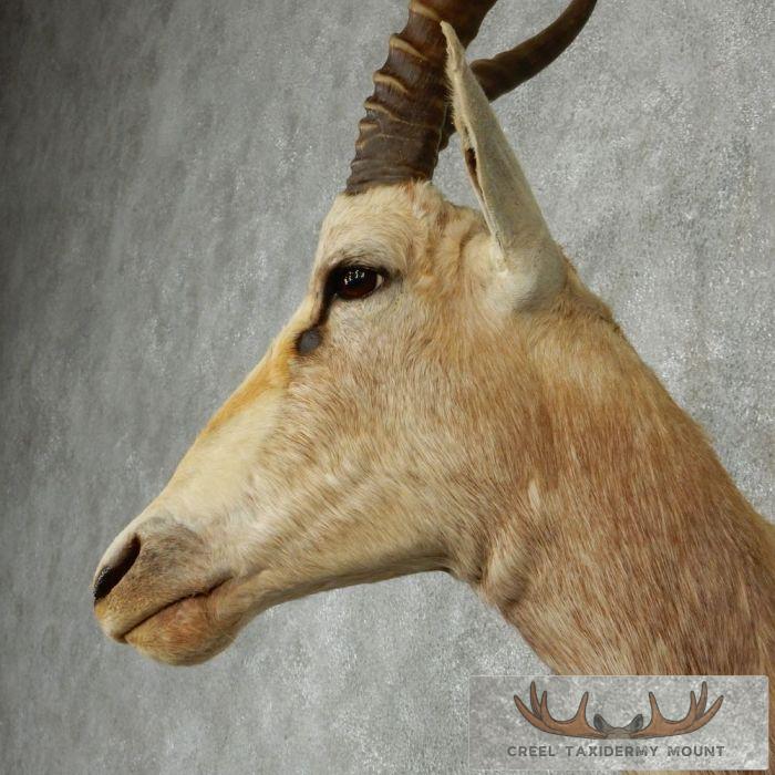 White Blesbok Taxidermy Shoulder Mount For Sale - Image 8
