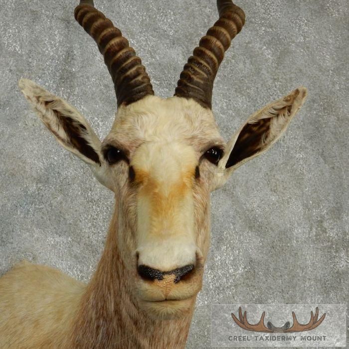 White Blesbok Taxidermy Shoulder Mount For Sale - Image 6