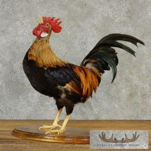 Crowing Life-Size Rooster Mount