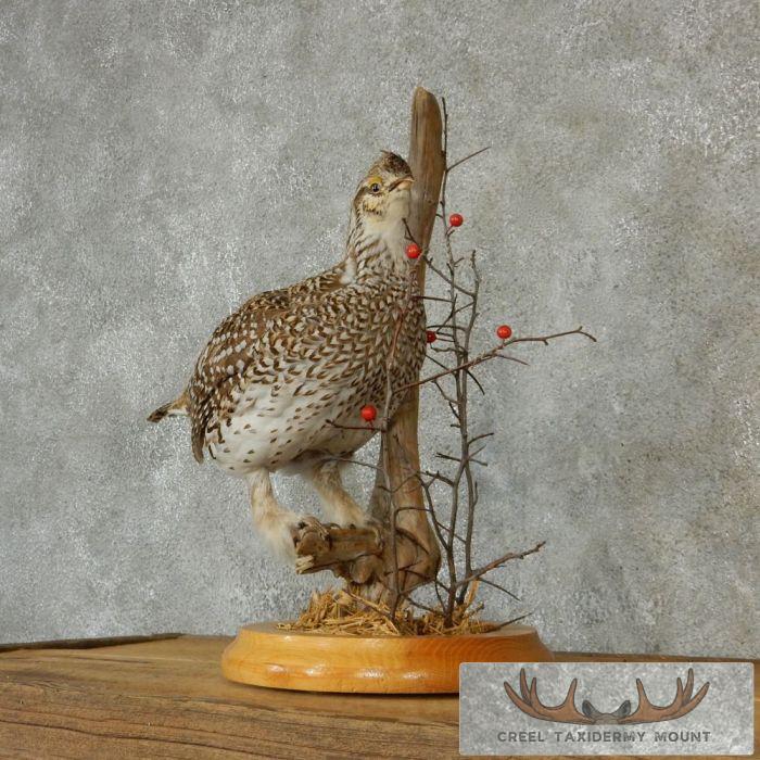 Standing Sharp-Tailed Grouse Taxidermy Mount - Image 3