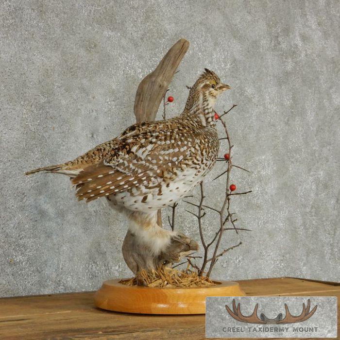 Standing Sharp-Tailed Grouse Taxidermy Mount - Image 2