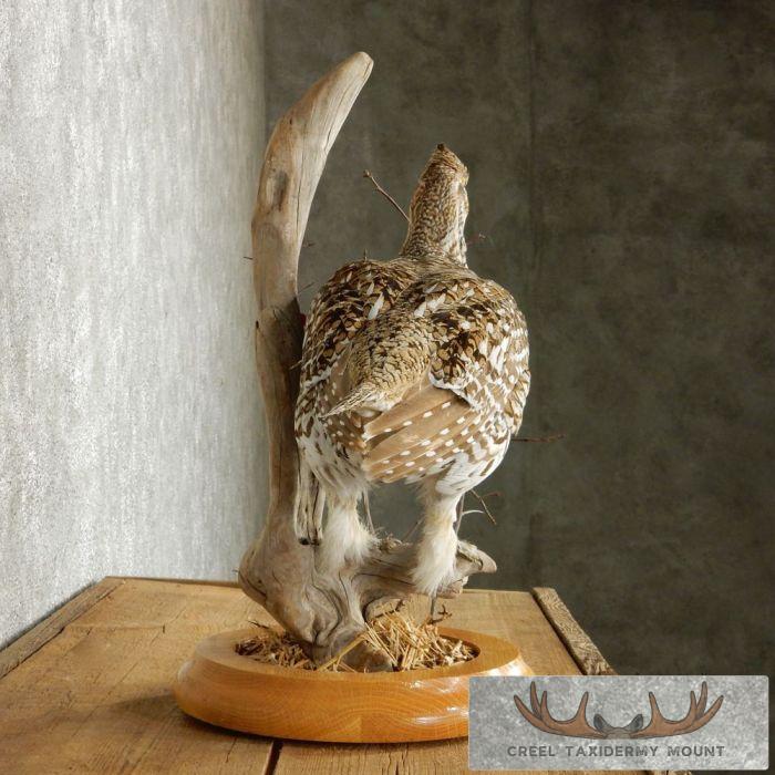 Standing Sharp-Tailed Grouse Taxidermy Mount - Image 5