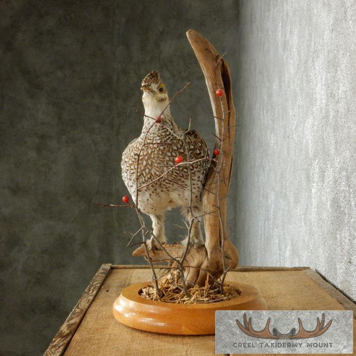 Standing Sharp-Tailed Grouse Taxidermy Mount - Image 4