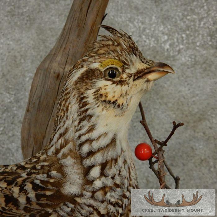Standing Sharp-Tailed Grouse Taxidermy Mount - Image 8