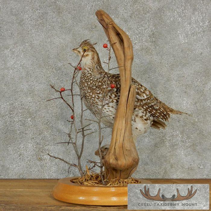 Standing Sharp-Tailed Grouse Taxidermy Mount - Image 6