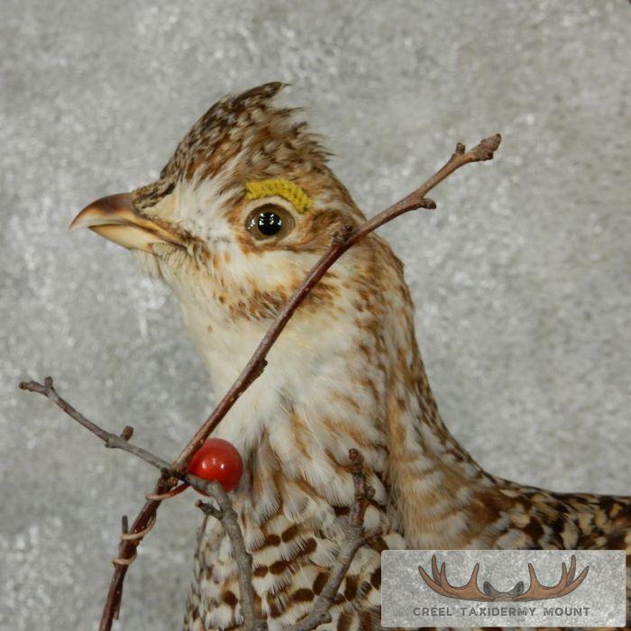 Standing Sharp-Tailed Grouse Taxidermy Mount - Image 7