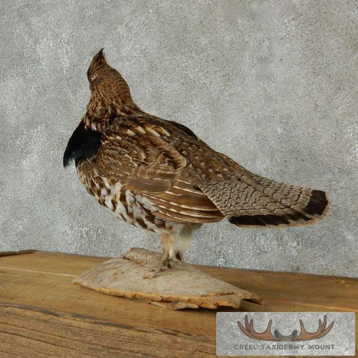 Standing Ruffed Grouse Taxidermy Mount - Image 3