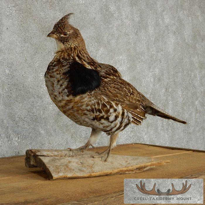Standing Ruffed Grouse Taxidermy Mount - Image 2