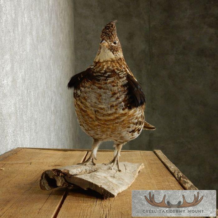 Standing Ruffed Grouse Taxidermy Mount - Image 5