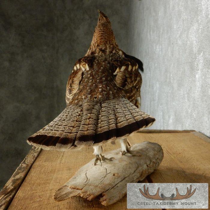 Standing Ruffed Grouse Taxidermy Mount - Image 6