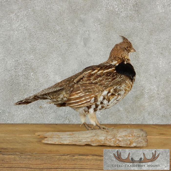 Standing Ruffed Grouse Taxidermy Mount - Image 4