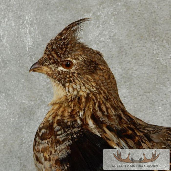 Standing Ruffed Grouse Taxidermy Mount - Image 7