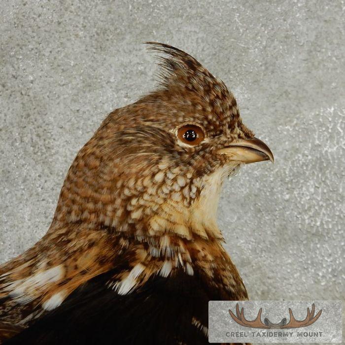 Standing Ruffed Grouse Taxidermy Mount - Image 8