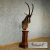 African Sable Antelope Pedestal Mount - Image 3