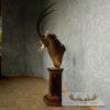 African Sable Antelope Pedestal Mount - Image 5