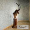 African Sable Antelope Pedestal Mount - Image 4