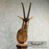 African Sable Antelope Pedestal Mount - Image 7