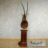 African Sable Antelope Pedestal Mount - Image 13