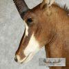 African Sable Antelope Pedestal Mount - Image 10